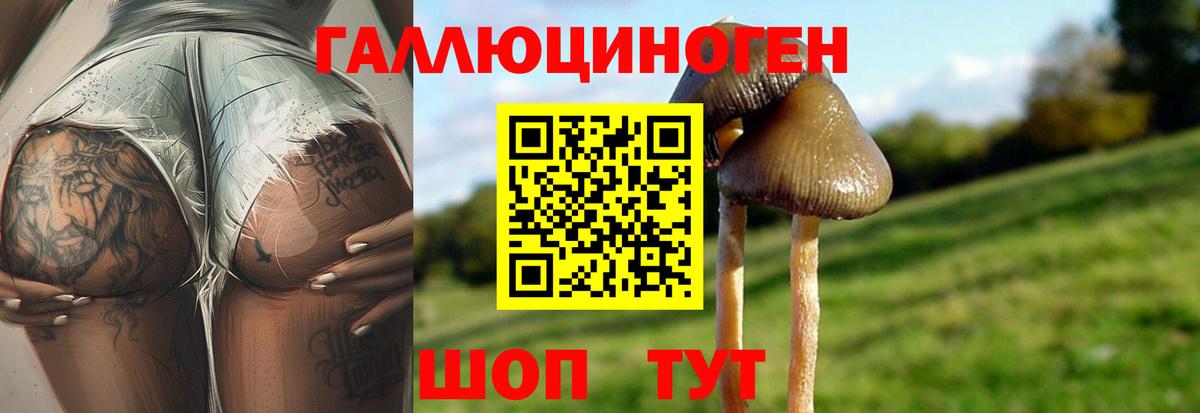 Шебекино  Галлюциногенные грибы Cubensis  Вход с VPN 